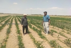 بازدید از مزارع ذرت علوفه ای پهنه تحت نظارت در یاقوت آباد 