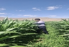 بازدید از مزارع ذرت شهرستان (کرم برگخوار پاییزه)