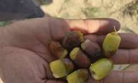 رسیدن میوه خرما در شهرستان خوروبیابانک 