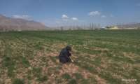 بازدید شبکه مراقبت از مزارع غلات جهت پایش عوامل خسارتزای گیاهی 