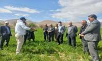 برگزاری کارگاه آموزشی یک روزه «تغذیه گندم» در راستای طرح پتانسیل عملکرد گندم