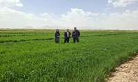 بازدید از مزارع  غلات گز و گرگاب (کشیک شبکه مراقبت سن غلات)
