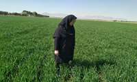 بازدید از مزارع  غلات  صحراهای گز و گرگاب(کشیک شبکه مراقبت سن غلات)