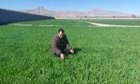 فعالیت شبکه مراقبت شهرستان 