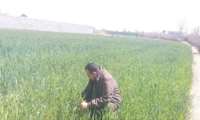بازدید و کشیک نوروزی اعضای شبکه مراقبت سن غلات 13فروردین