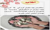 توزیع بچه ماهی