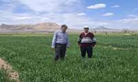 بازدید از مزارع غلات بخش میمه و پایش سن غلات