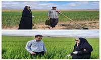  بازدید از مزارع غلات  شهرستان لنجان و بررسی وضعیت مزارع از نظر سن غلات
