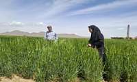  بازدید از مزارع  غلات  چاه آقای امیدیان و بررسی وضعیت مزارع از نظر سن غلات