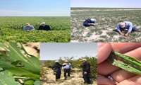 بازدید و ردیابی کرم برگخوار پاییزه و مگس میوه مدیترانه ای از مزارع ارزن وذرت وباغات انار شهرستان هرند