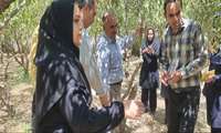 بیماری‌های سوختگی برگ و کف صمغی بادام زیر ذره‌بین؛ تأکید بر پایش مستمر و تشخیص دقیق در اصفهان