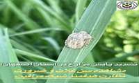 تشدید پایش مزارع در استان اصفهان؛ مشاهده سن غلات و ضرورت نظارت هدفمند شبکه مراقبت
