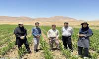 مهار موفق آفت «برگ‌خوار پاییزه» در مزارع ذرت/ حذف کانون‌های آلودگی در روستای صالح‌آباد با عملیات پایش و مبارزه