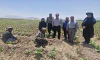 پایش میدانی مزارع ذرت نجف‌آباد؛ آفت «برگ‌خوار پاییزه» در مناطق تحت مراقبت مشاهده نشد