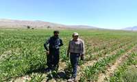  بازدید میدانی از مزارع ذرت ،چغندرقند،لوبیاو یونجه  شهرستان فریدن
