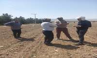 پایش آفت کرم برگخوار پاییزه و مگس میوه مدیترانه ای