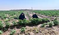 بازدید کارشناس ستادی از مزارع به منظور پایش آفت برگ‌خوار پاییزه
