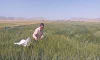 بازدید کارشناسان شبکه مراقبت شهرستان و استان اصفهان از مزارع تکثیر بذری گندم و جو بخش مهردشت ( علویجه ) 