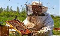 جشنواره روز جهانی زنبور عسل