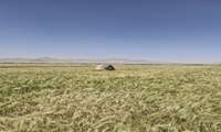 بازدید کارشناس حفظ نباتات از مزارع غلات شهرستان »