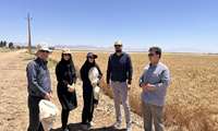 پایش تخصصی مزارع غلات در برخوار؛ مهار کانون‌های آفت «سن» با نظارت شبکه مراقبت