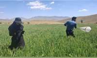 پایش عوامل خسارتزای گندم و جو
