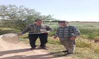 بازدید از مزارع گندم در بخش میمه و پایش سن غلات در روزسه شنبه ۱۹ خرداد ۱۴۰۵