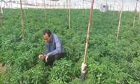 بازدید از مزارع وگلخانه های بخش مهردشت شهرستان