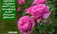 آغاز برداشت گل محمدی در اصفهان؛ این استان رتبه نخست تولید کشور را تثبیت کرد
