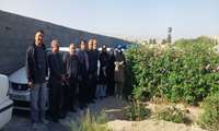 برداشت گل محمدی و گلاب گیری در شهرستان فلاورجان