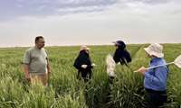 فوریت در مراحل پایانی مبارزه با آفت سن مادری در مزارع غلات برخوار