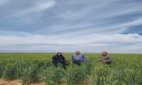 بازدید میدانی و ارزیابی مزارع غلات 