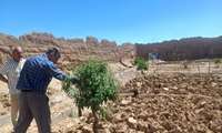 بازدید از باغات شهرستان