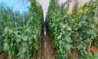 بازدید کارشناس ستادی مدیریت حفظ نباتات استان به همراه کارشناس مرکز تحقیقات گیاهپزشکی از گلخانه‌های تولید فلفل دلمه‌ای و مراکز سورت و بسته‌بندی شهرستان‌های تیران و کرون و نجف‌آباد 