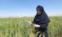 بازدید تخصصی از مزارع گندم و جو شهرضا با تأکید بر کنترل سن غلات و مدیریت بیماری‌های ریشه