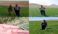 بازدید از مزارع غلات شهرستان