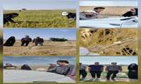 بازدید از مزارع غلات منطقه لنجان و بررسی وضعیت مزارع از نظر پوره سن غلات