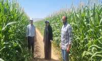 پایش مزارع ذرت و ارزن شهرستان لنجان
