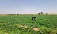 پایش مزارع یونجه روستای چوپانان توسط کارشناس مدیریت جهاد کشاورزی شهرستان از نظر حضور آفت کرم برگخوار پاییزه
