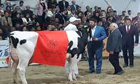 جشنواره ملی گاو هلشتاین ایران - اصفهان به کار خود پایان داد