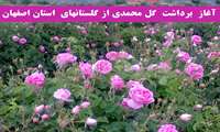 آغاز برداشت گل محمدی از گلستانهای استان اصفهان