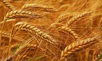 خرید تضمینی 2650 تن گندم از گندم کاران استان اصفهان