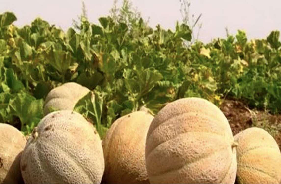 طالبی 