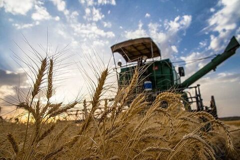 خرید تضمینی گندم از 7 و نیم میلیون تُن عبور کرد