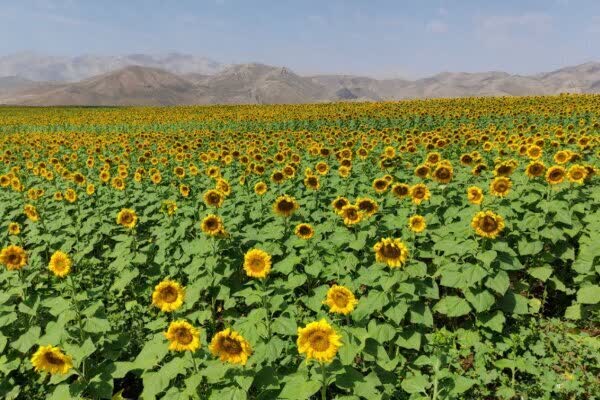 کاشت ۲ هزار هکتار آفتابگردان آجیلی در اصفهان۲ هزار هکتار آفتابگردان آجیلی در اصفهان کشت شد