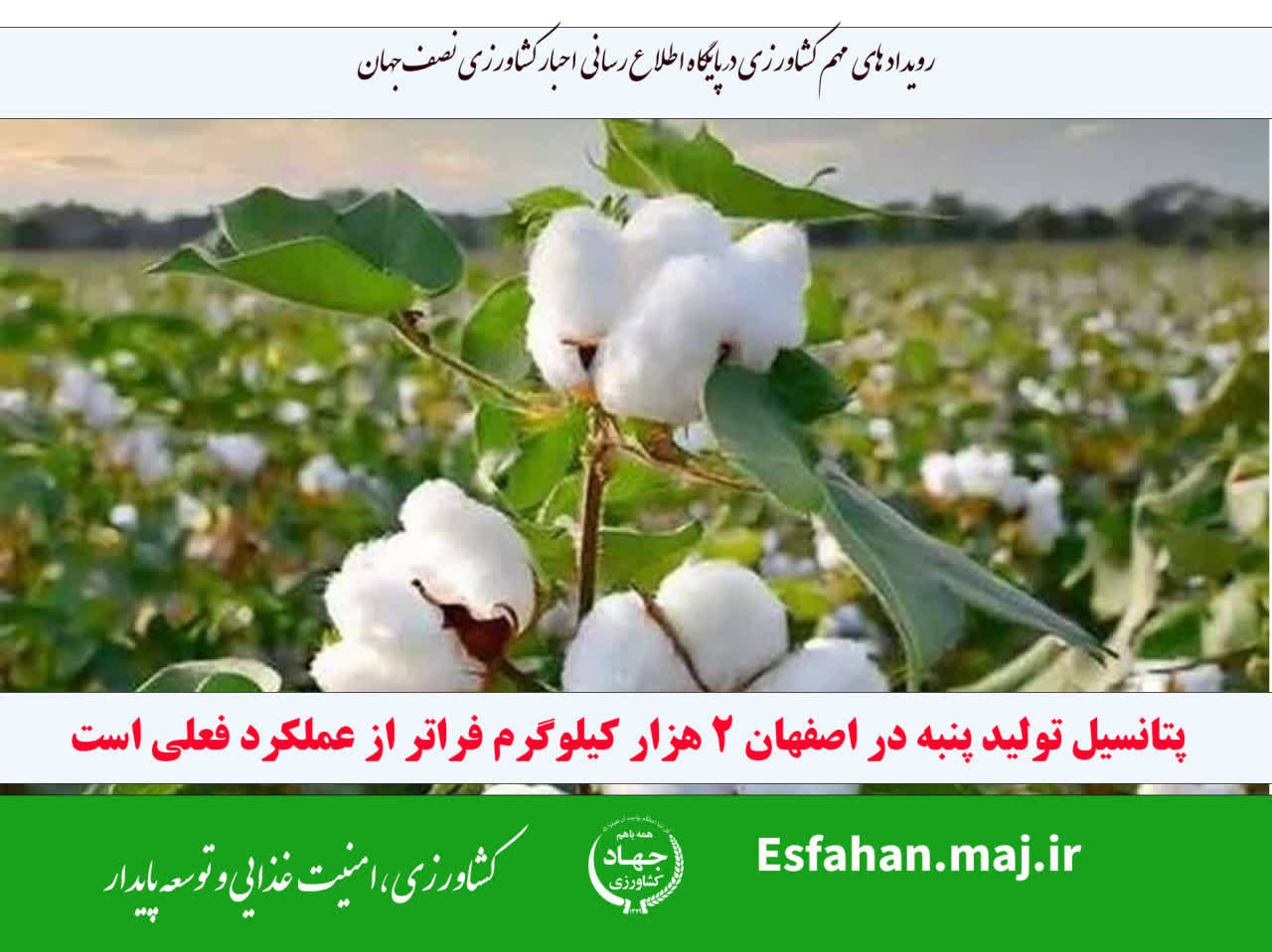 پتانسیل تولید پنبه در اصفهان ۲ هزار کیلوگرم فراتر از عملکرد فعلی است
