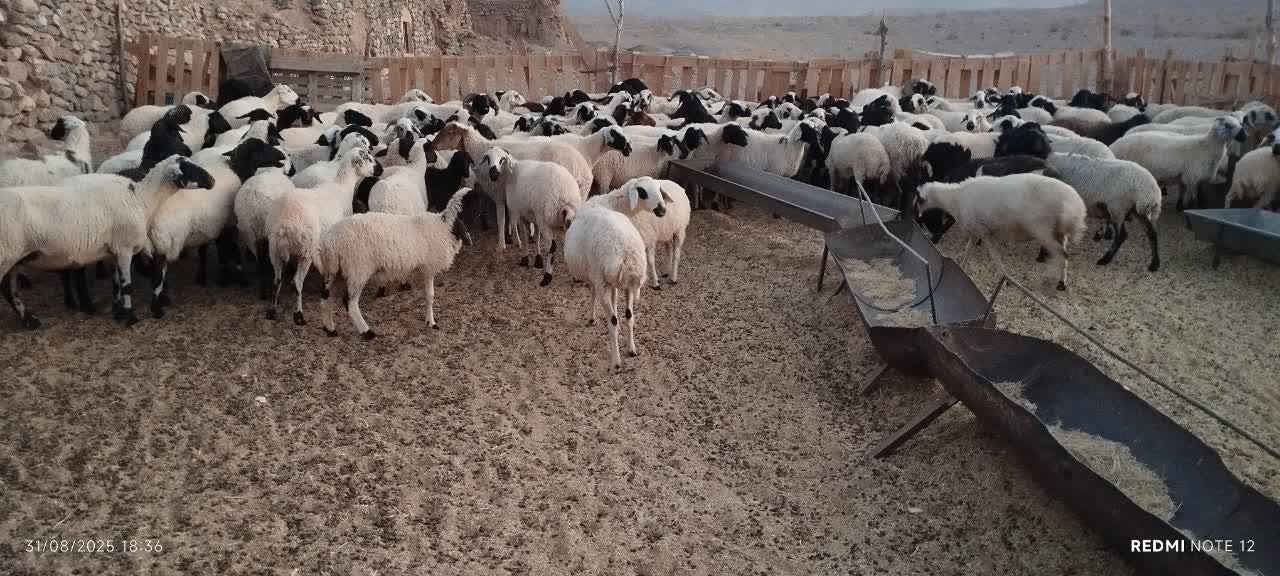 محصولات شهرستان نایین