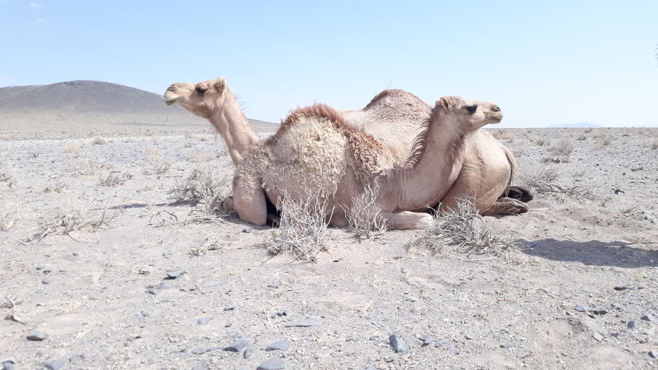 محصولات شهرستان نایین