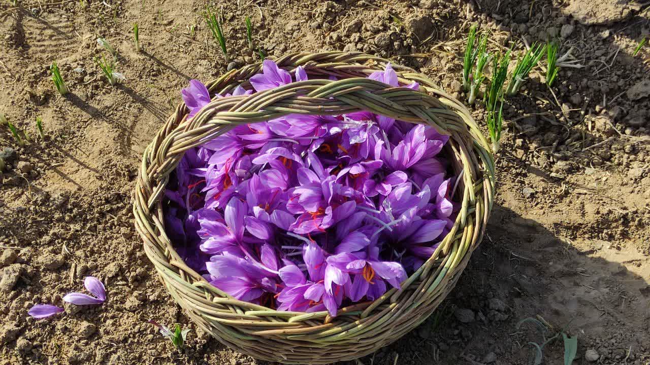 کشاورزی نایین