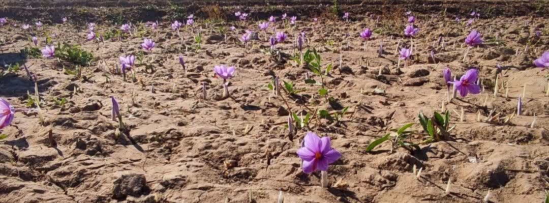 محصولات شهرستان نایین